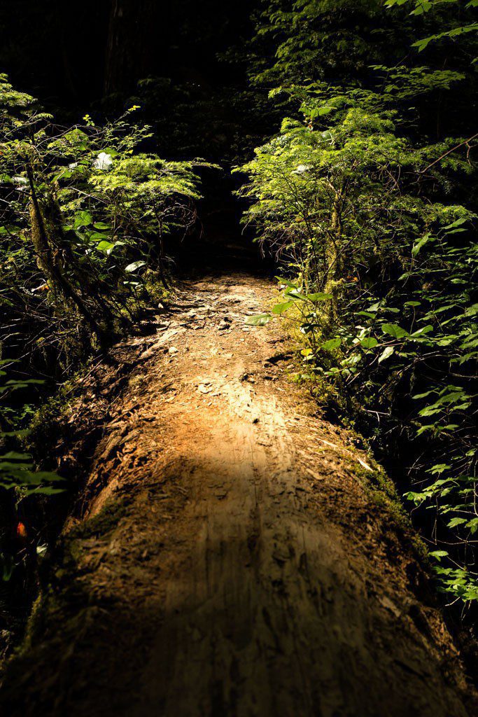 Optional detour over a fallen tree