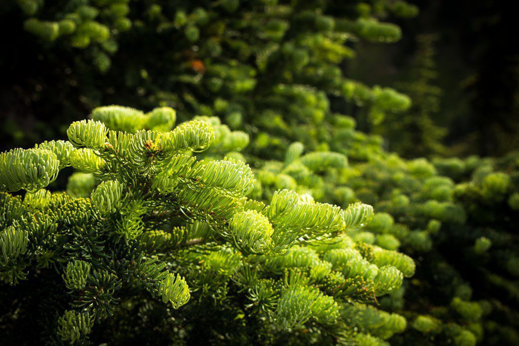 New leaves on the trees