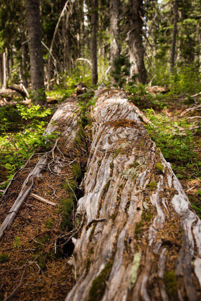 Twisted tree trunks