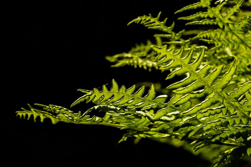 Backlit fern.  Had to lay on the ground for this one.