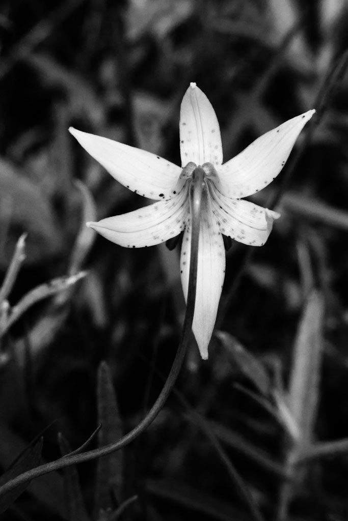 Back of a flower