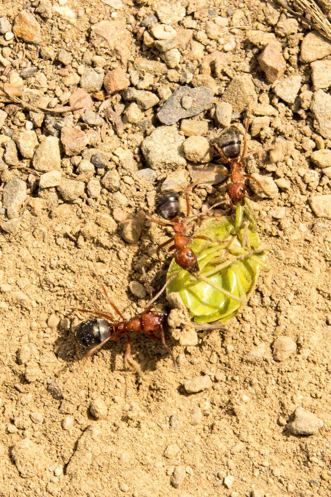 Teamwork! (we may have watched them for a few minutes)