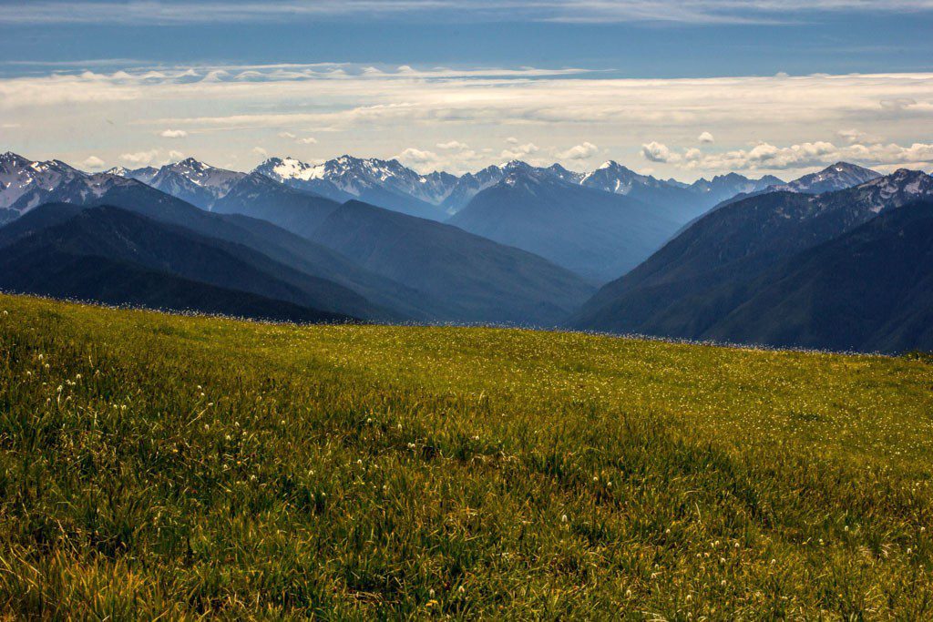 Mountain meadow