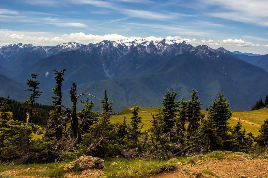 Trees and mountains.