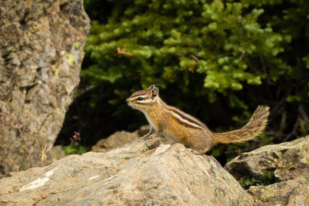 Chipmunk. Everyone feeds them so it's an easy shot.