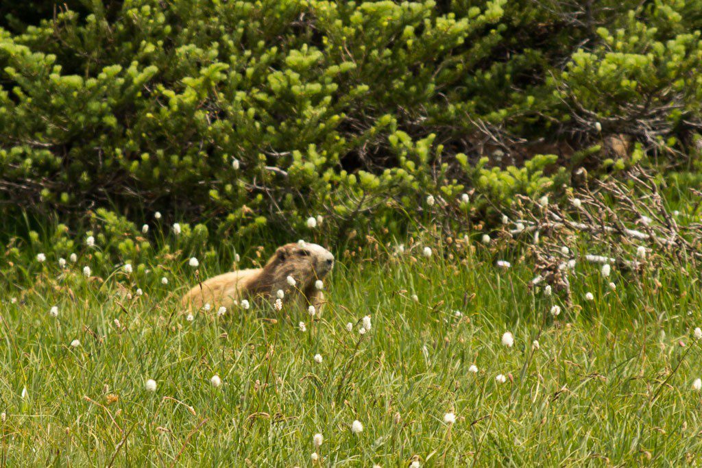 There were a ton of marmots and they are LOUD!