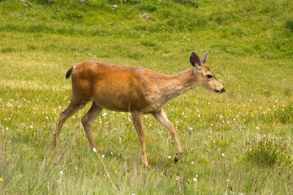 The ubiquitous Hurricane Ridge deer