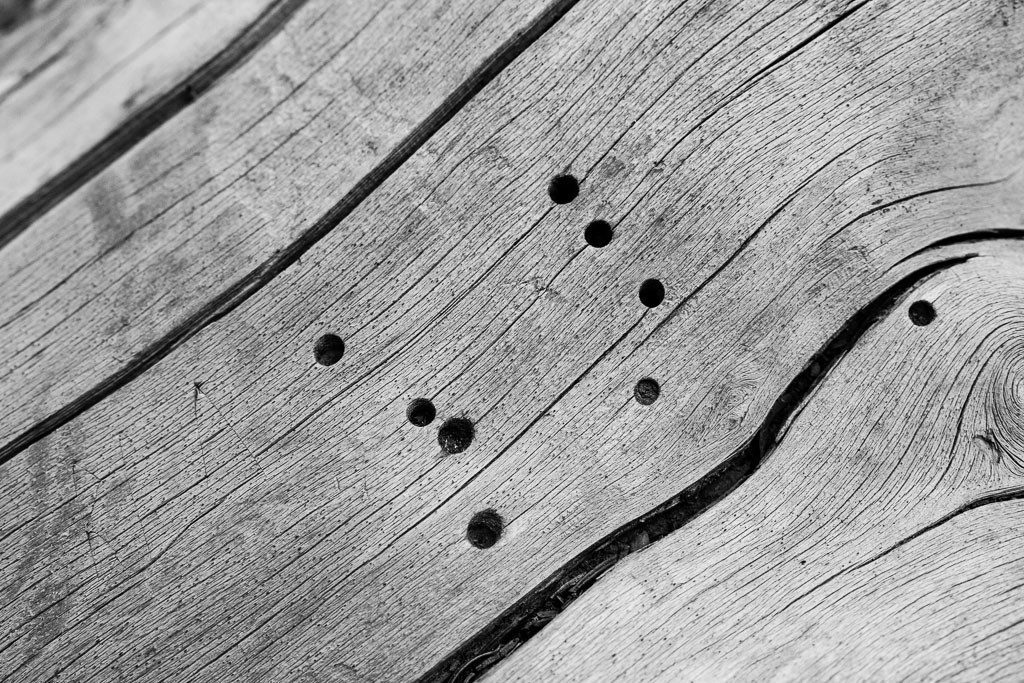 woodpecker holes