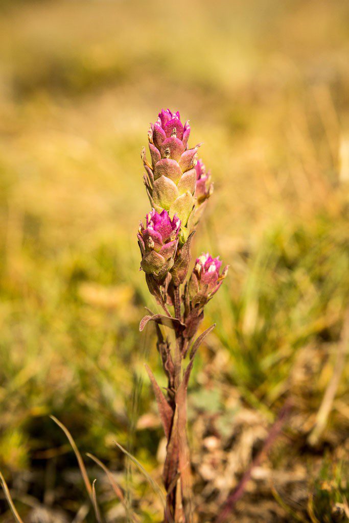 Pink flowers