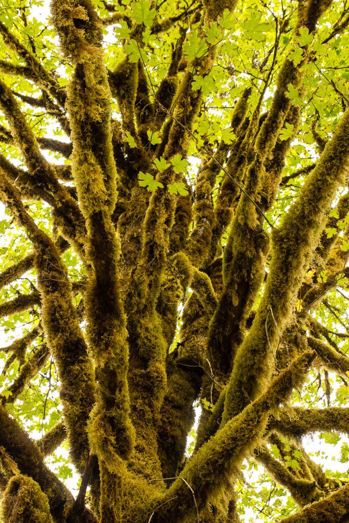 Moss on the trees