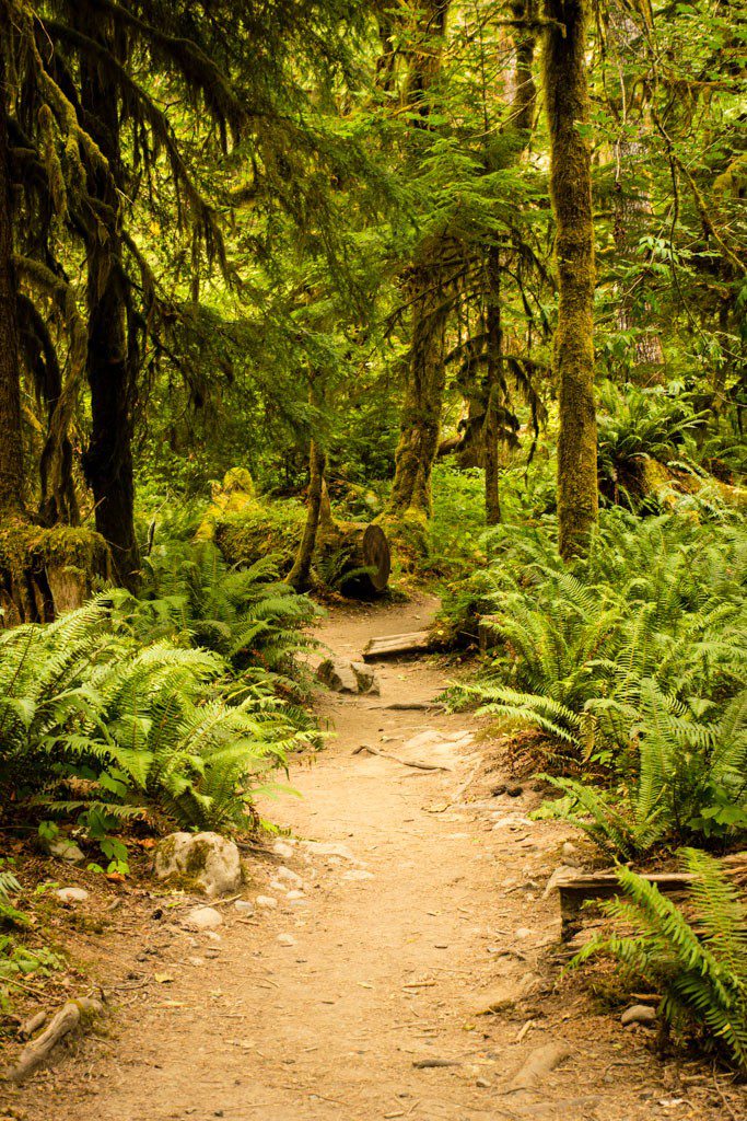 Forest path with ferns