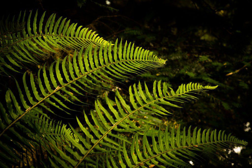 Ferns in the dark