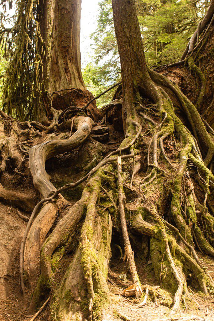 Giant root ball