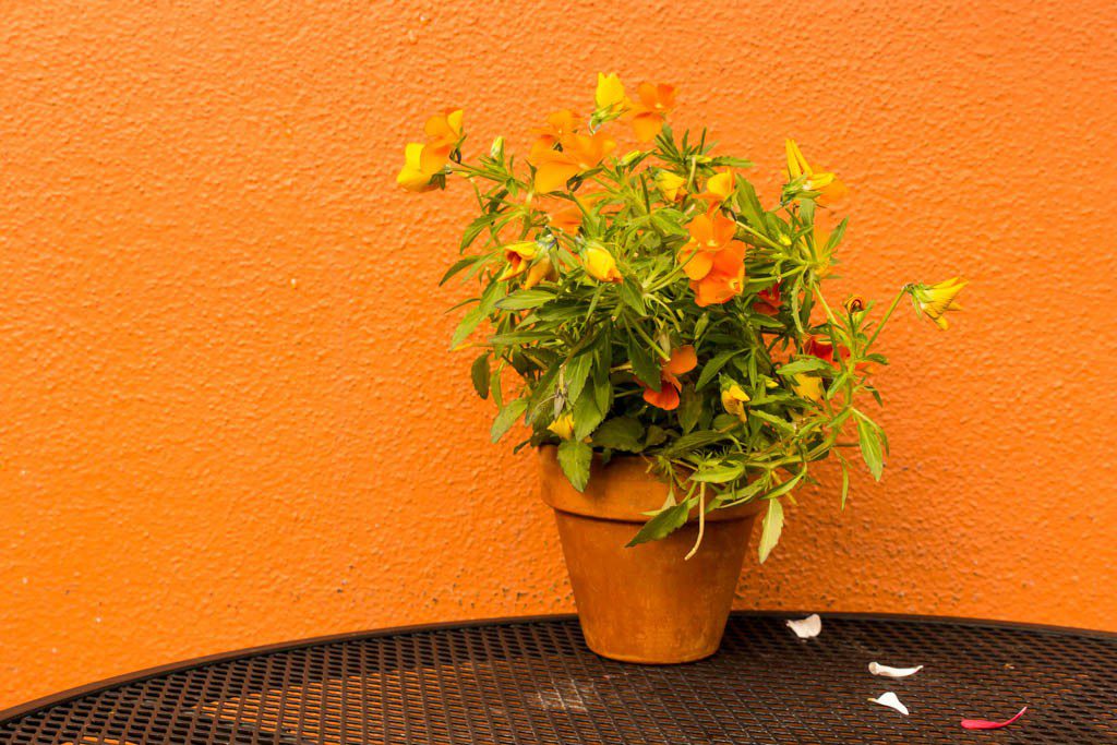 Orange flowers against an orange wall