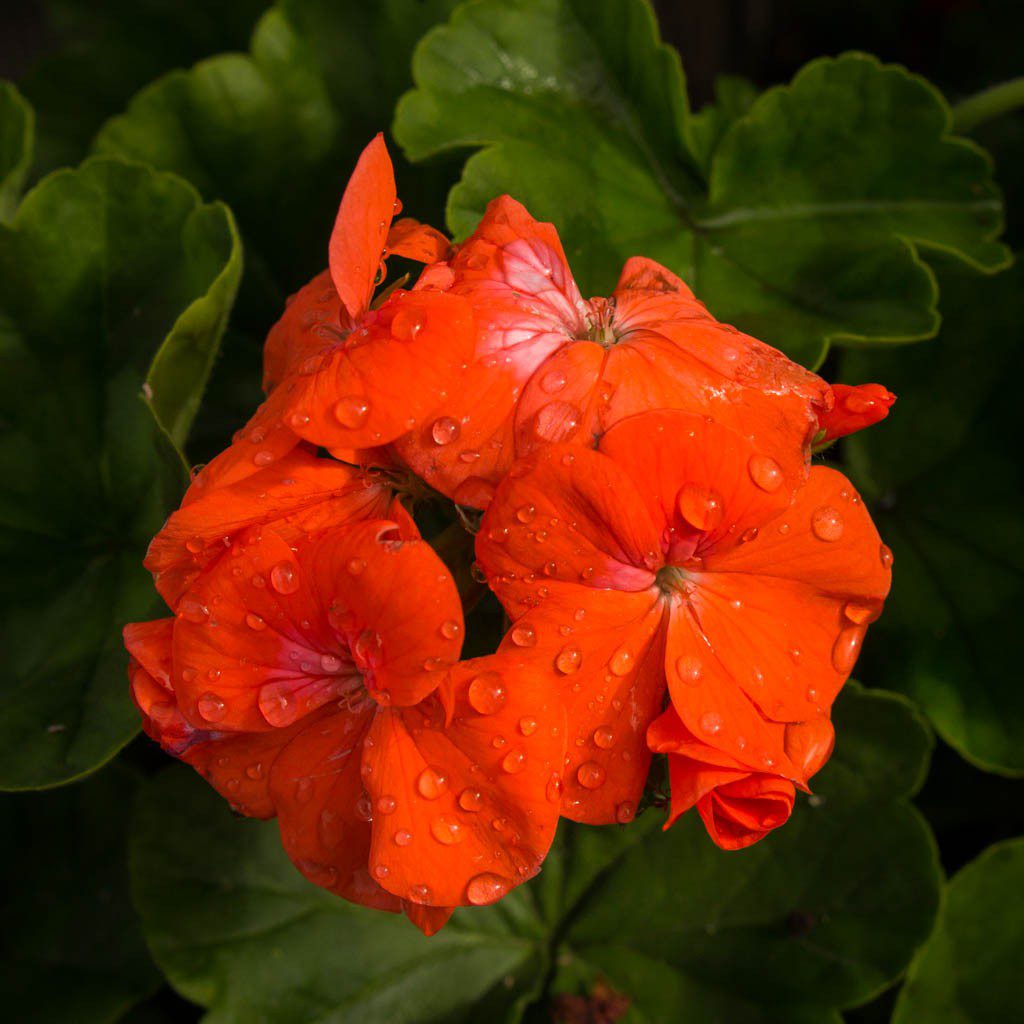 Geraniums