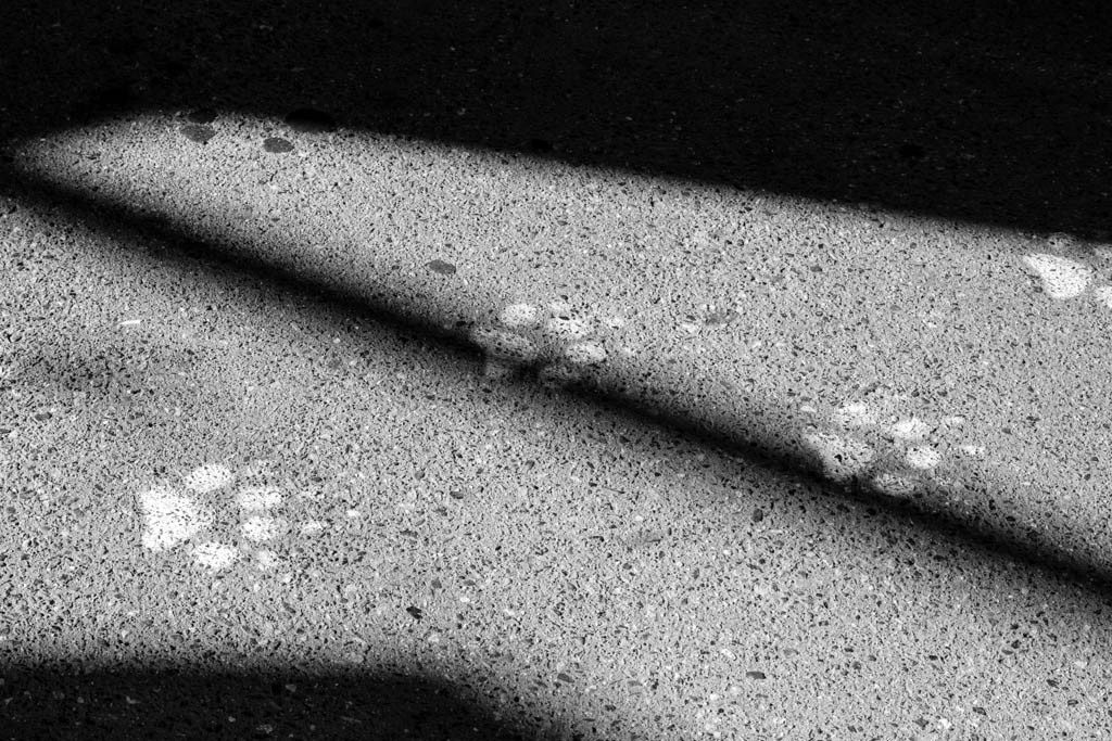 Paw prints painted on the concrete