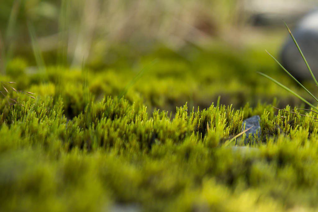 This area is covered in moss