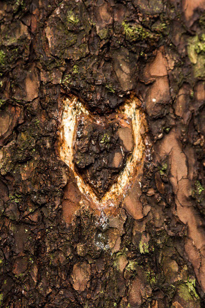 Someone loved this tree so much they carved a heart into it.