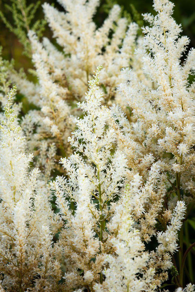 Fluffy flowers