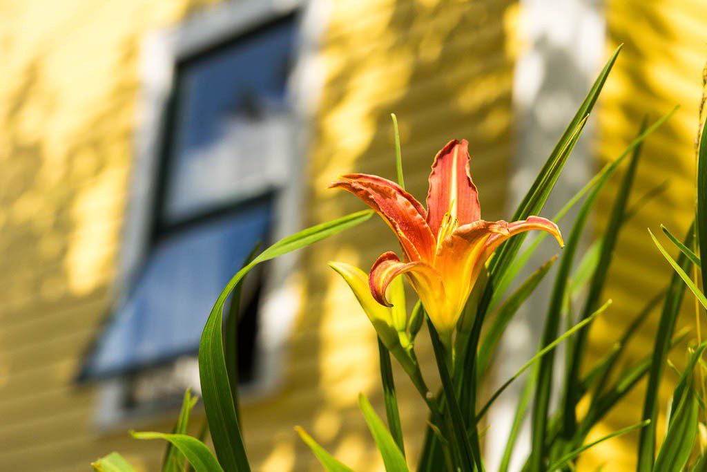 Lily against a yellow house