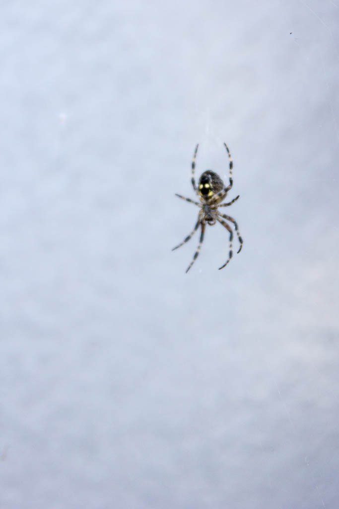 This spider has a smiley face on it's butt. 