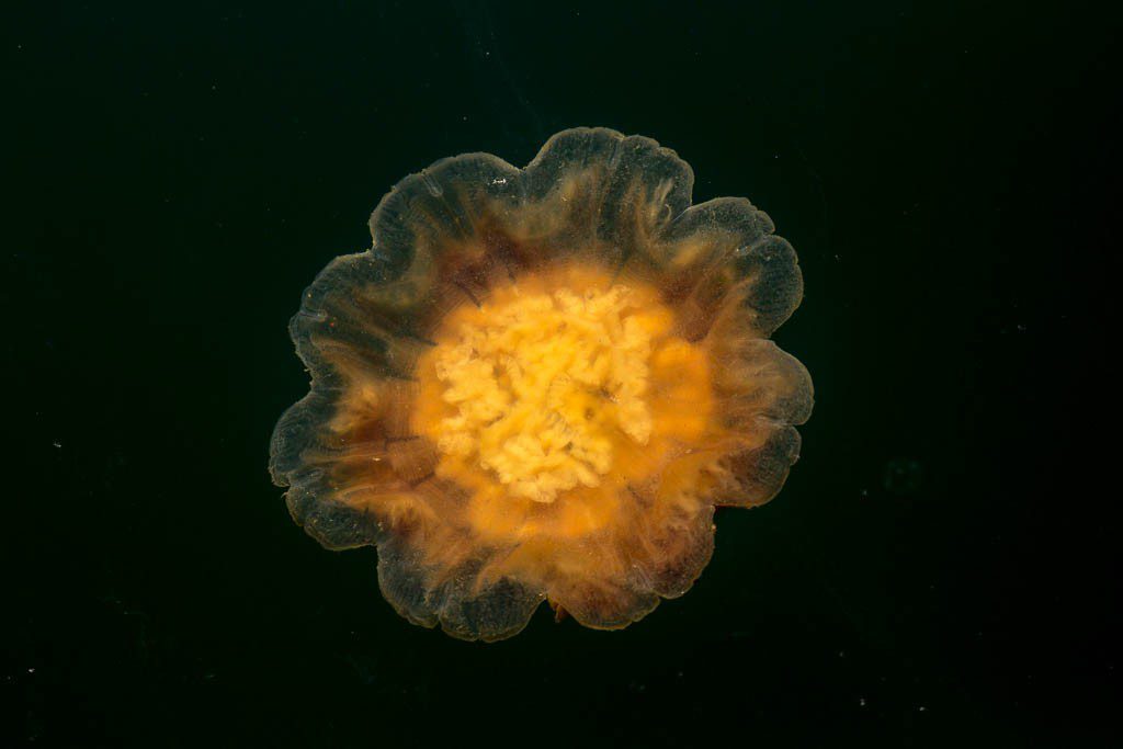 Lion's Mane jellyfish