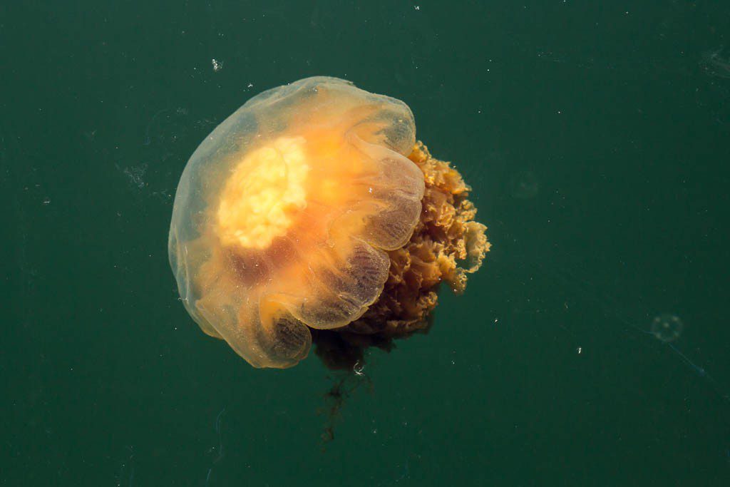 Jellyfish