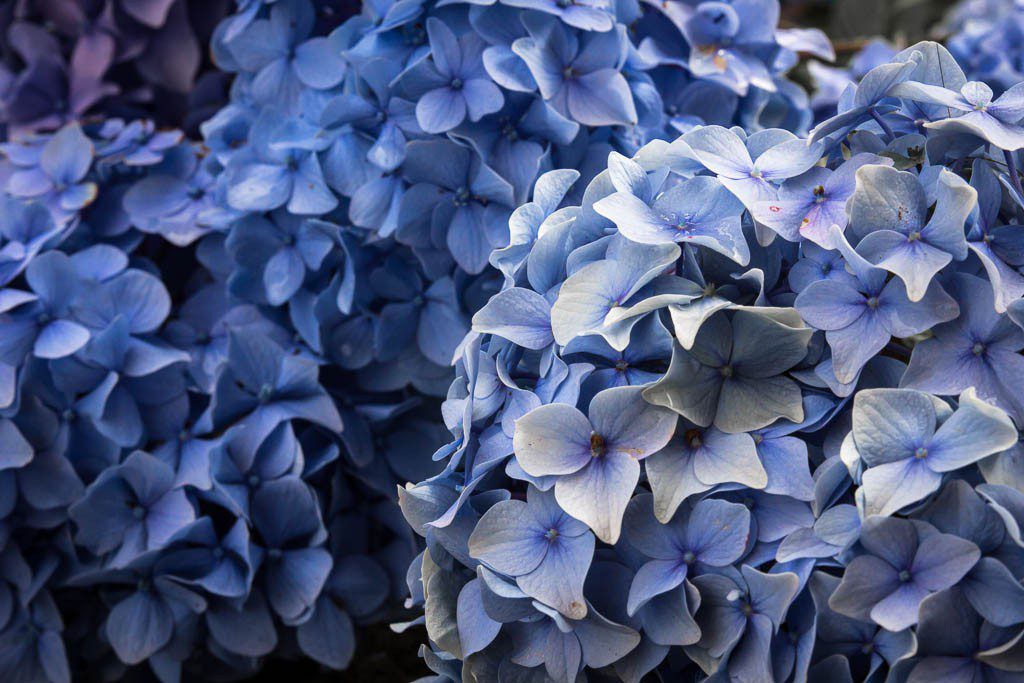 Hydrangeas