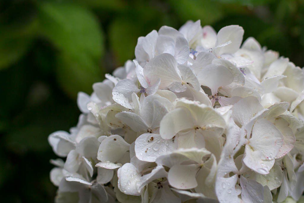 White hydrangea