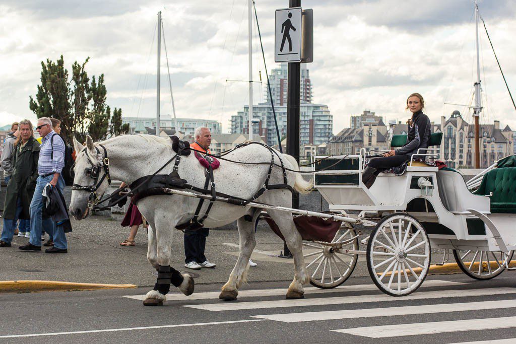 Horse drawn carriage