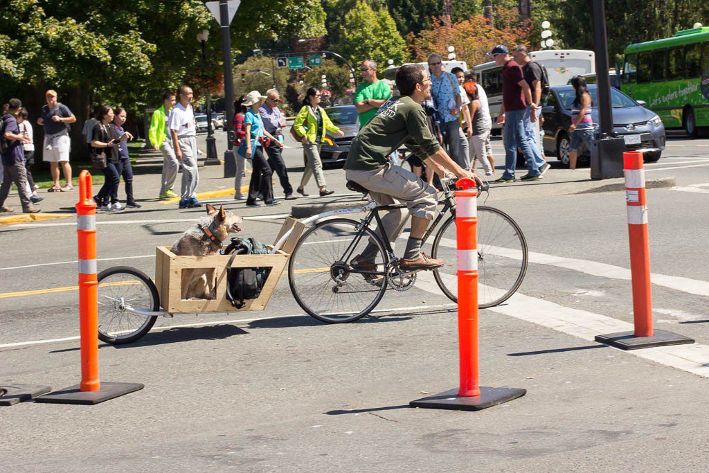 DIY dog cart! Jessica, I found you a craft... ;) 