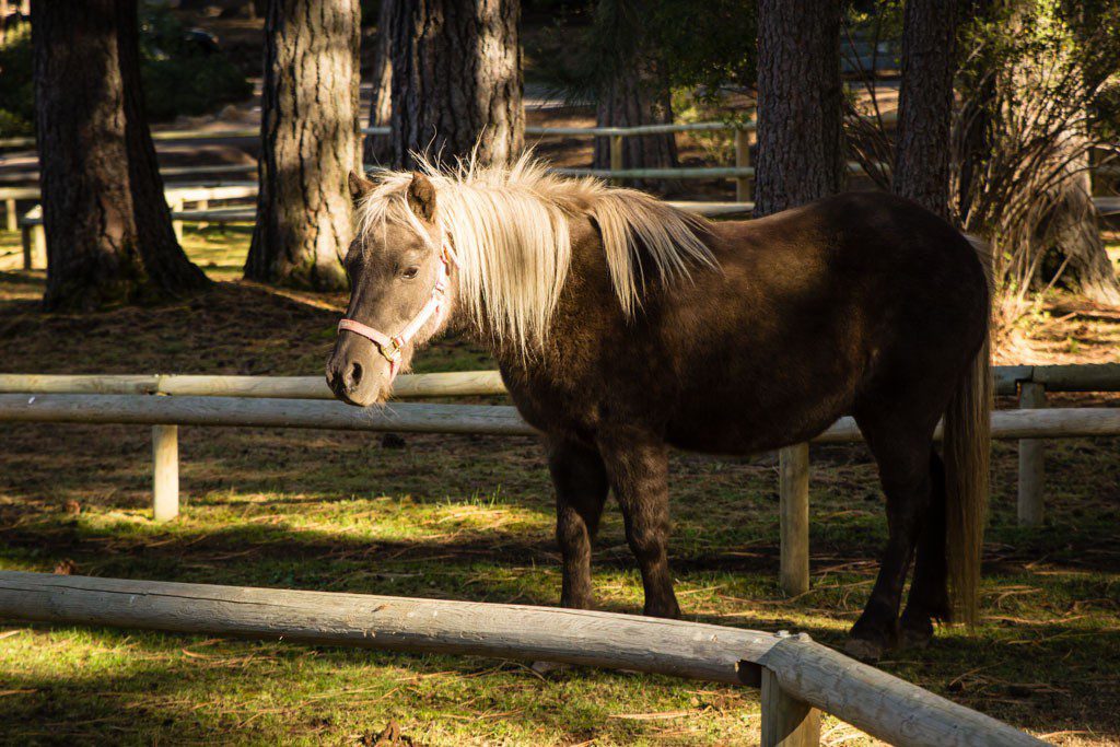 Another cute little pony