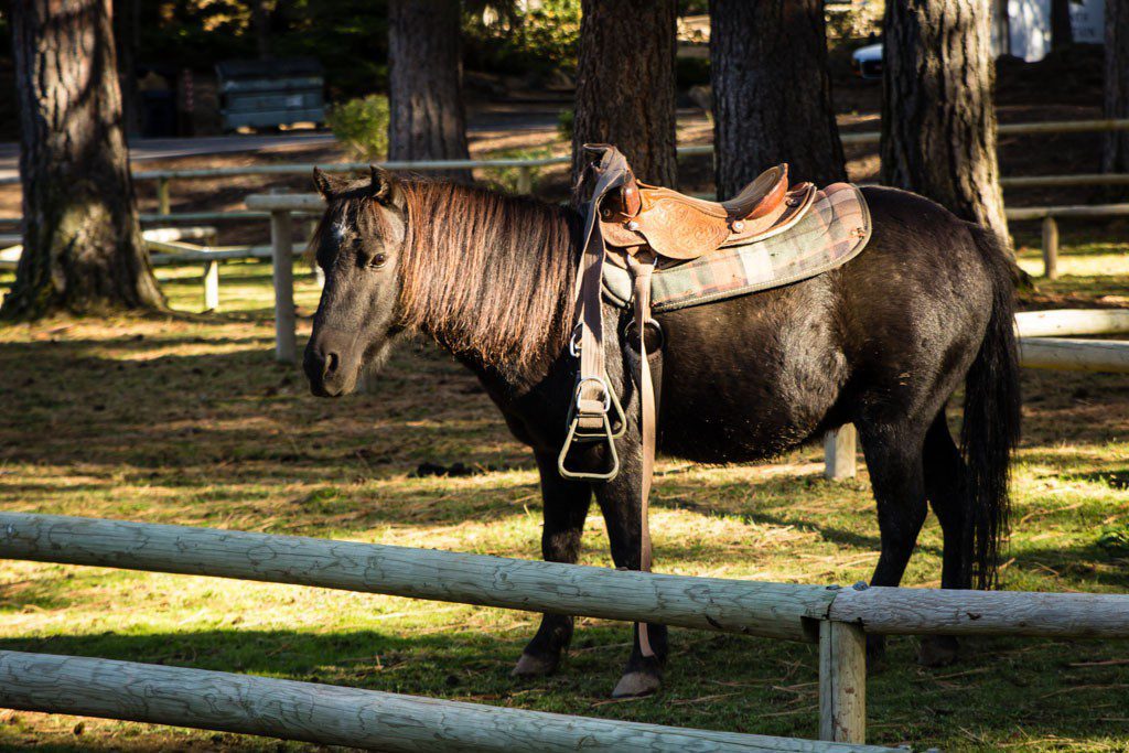 Cute little pony