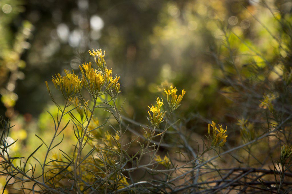 Little yellow flowers