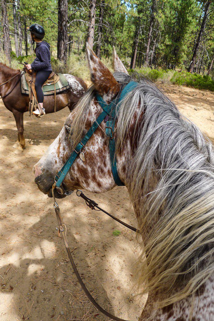 I got the pretty leopard appaloosa. Jason wanted this one!