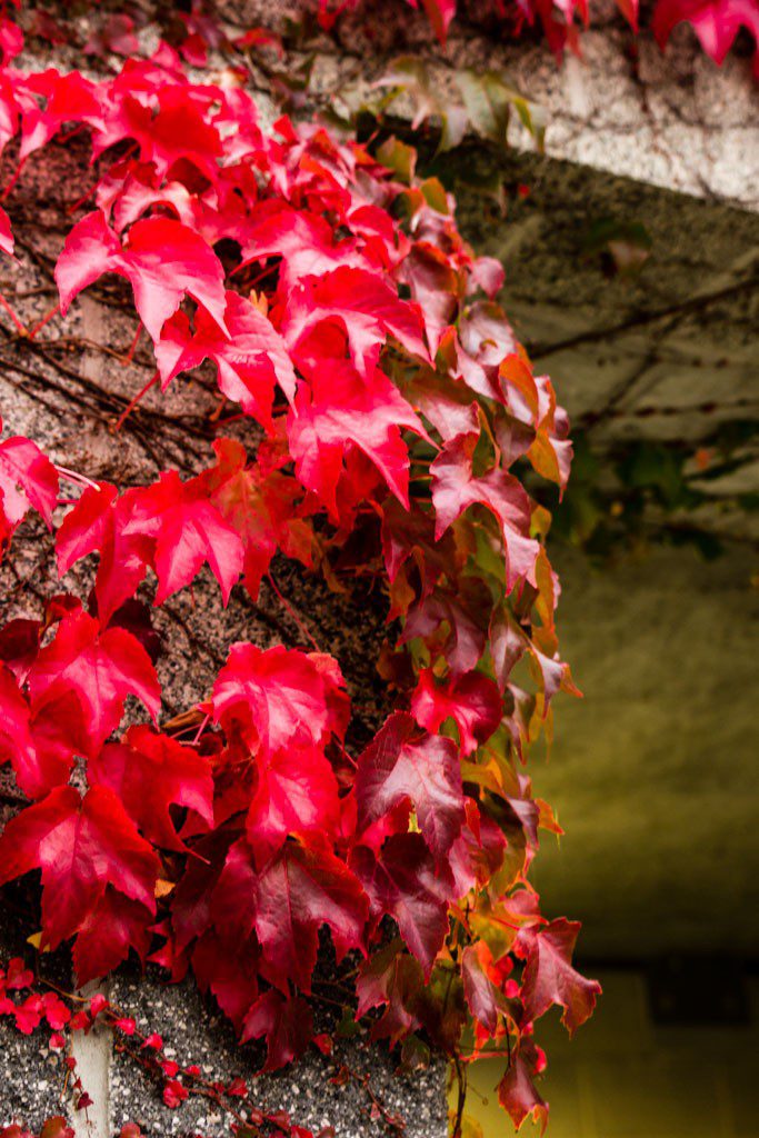 Interesting lighting behind the ivy.