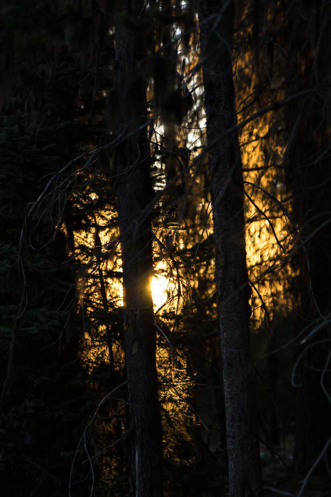 Sun through the trees