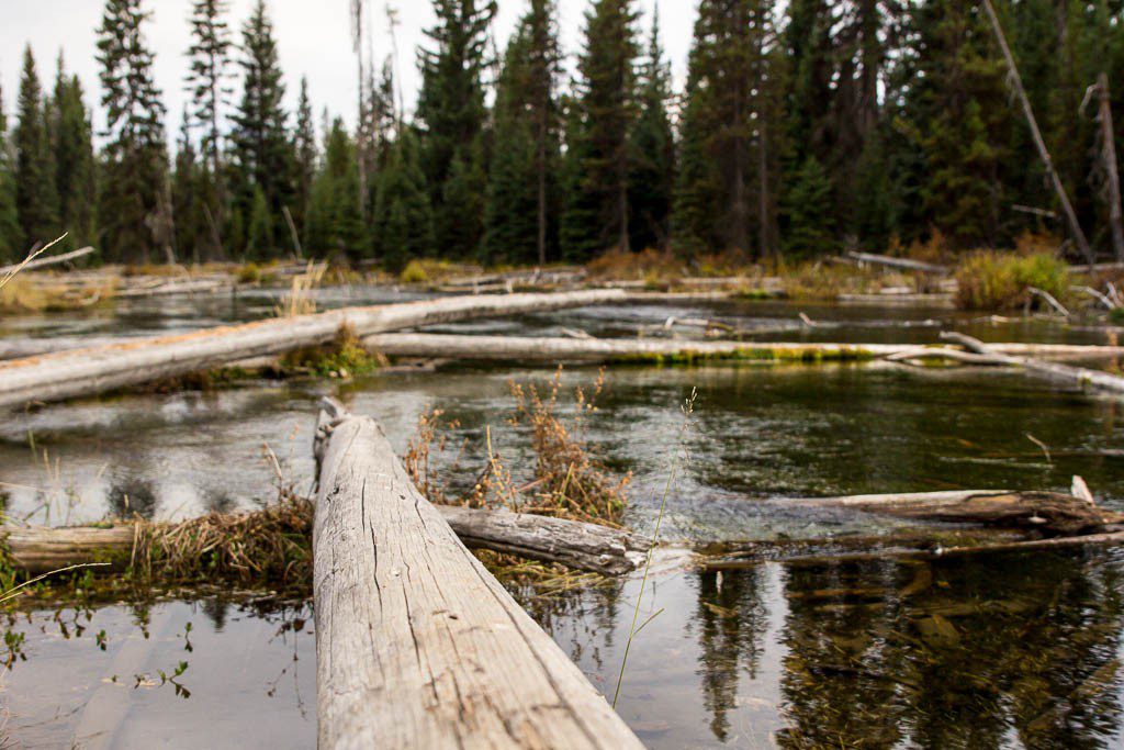 Lots of logs