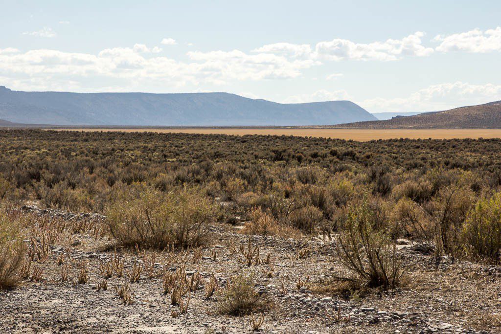 Sagebrush and rocks