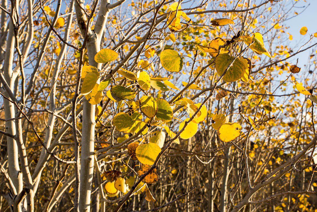 See? Aspen trees!!!