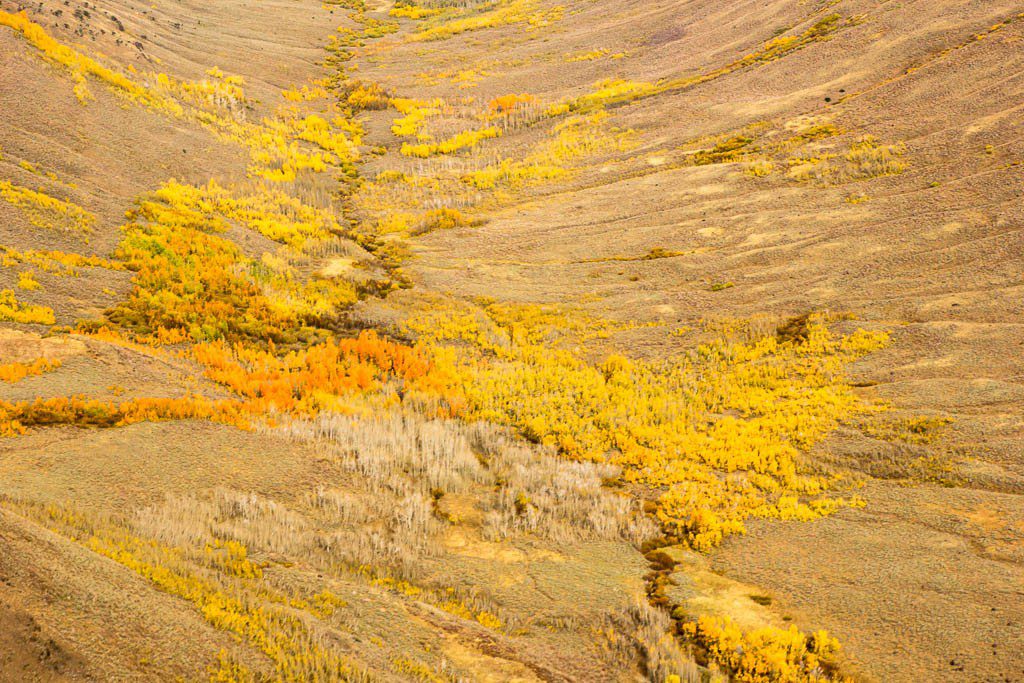 Tree details. Have I mentioned I love fall?