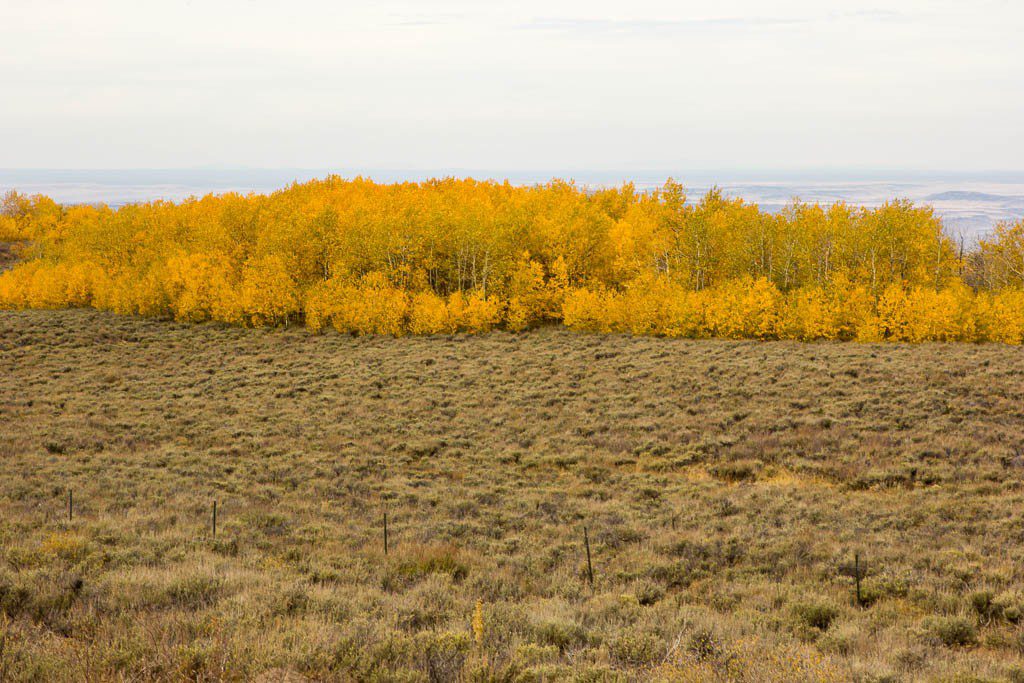 They're almost neon yellow.