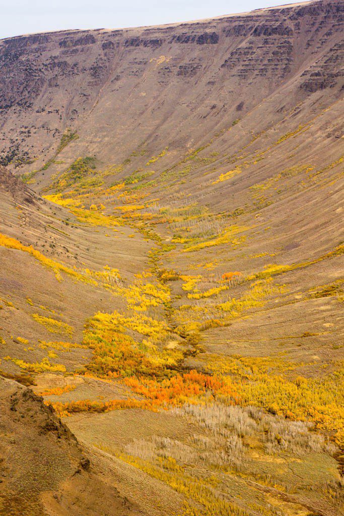 So many colorful trees