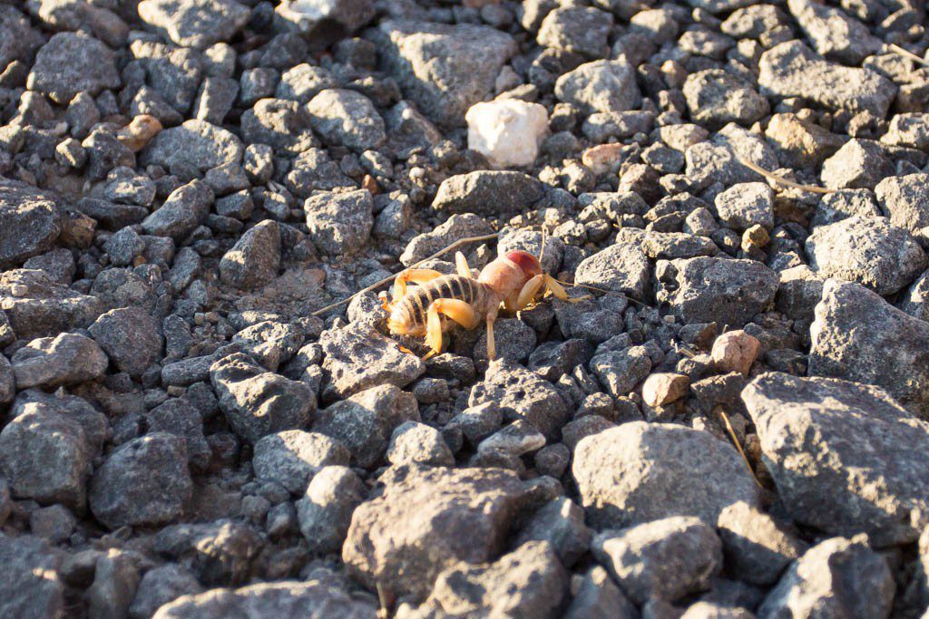 This is a "Jerusalem Cricket". Some people keep them as pets. It was huge. I avoided it. 