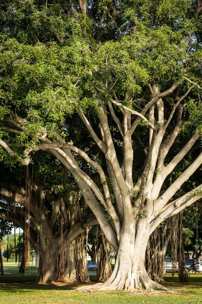 The trees were very diverse out here.