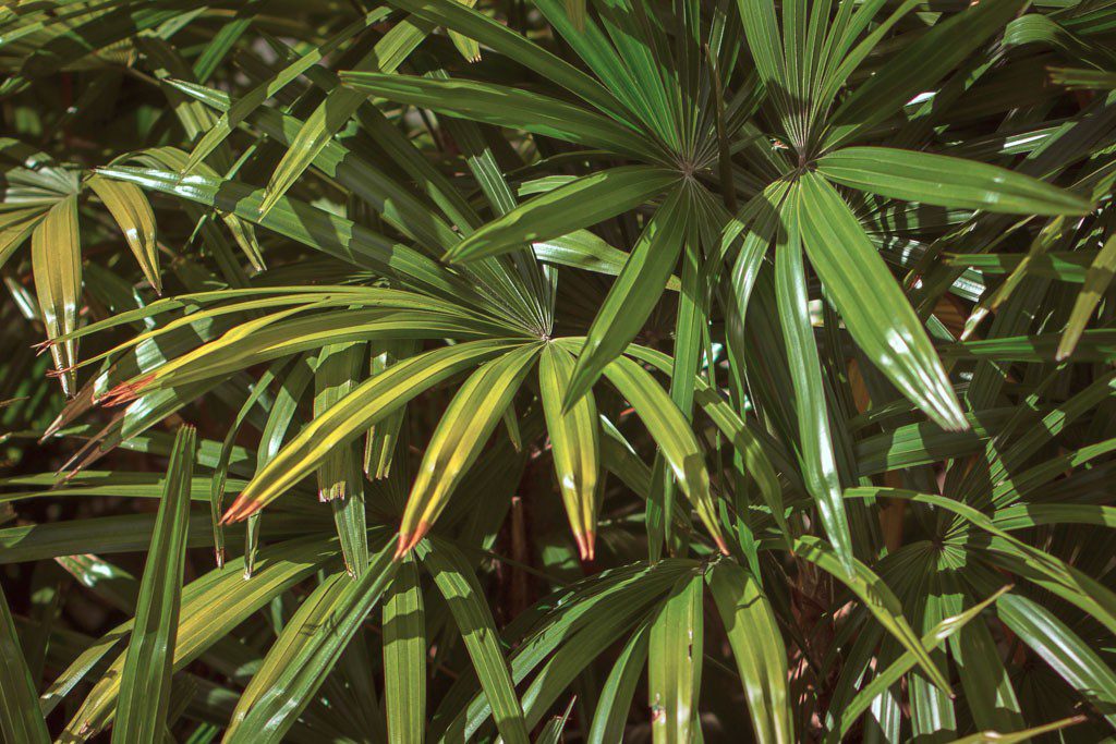 Palm fronds