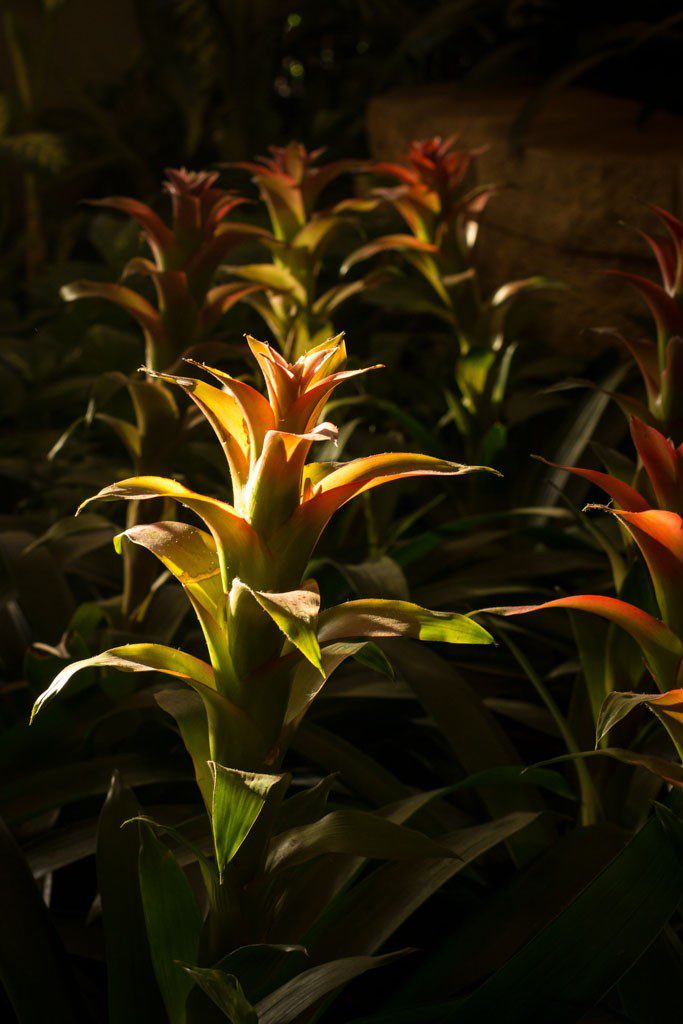 Plants in the garden in the front of the hotel while waiting for people to come down for dinner. 