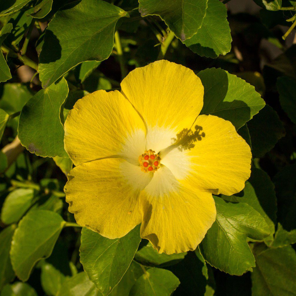 Hibiscus. Also note: I used square format.  Not one I usually choose, may have to try it again sometime.