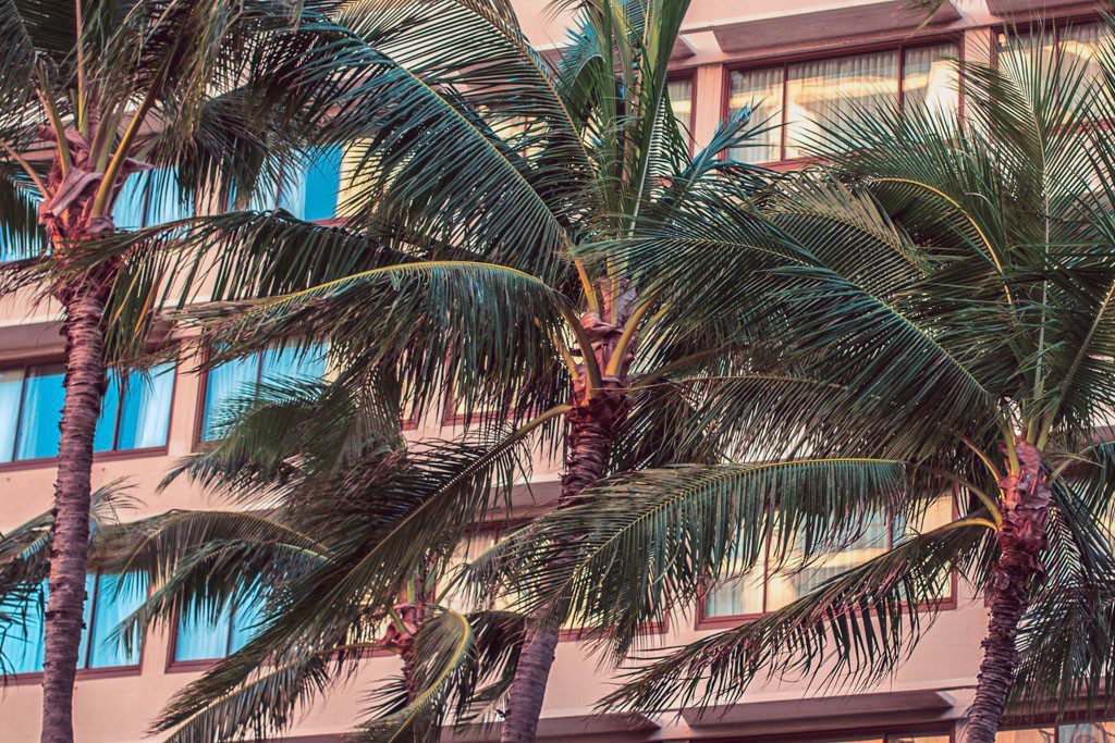 Palm trees and windows