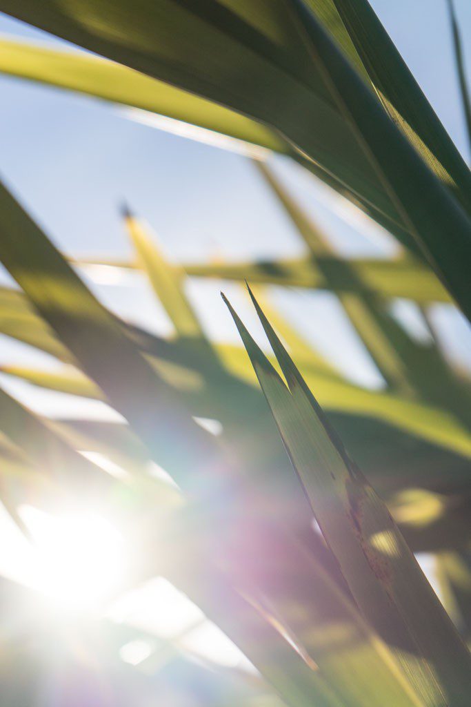 I was laying underneath the landscaping. It was a better idea in theory than execution, but a new perspective is always worth exploring.